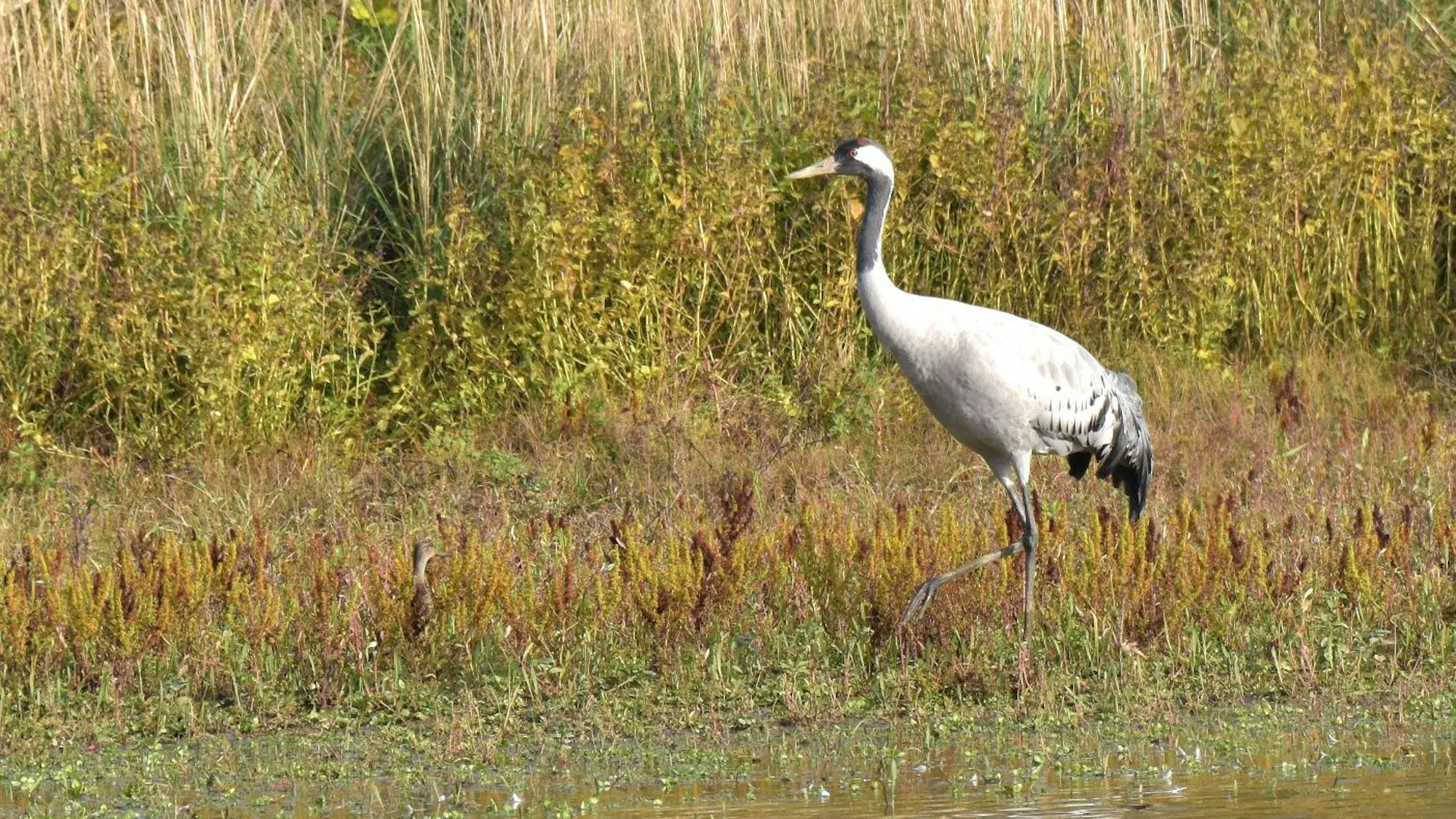 Ein Kranich mit blaugrauen Gefieder.