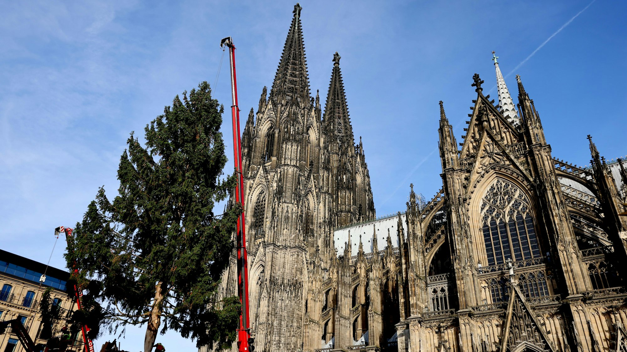 Eine 25 Meter hohe Rotfichte wurde am Dienstag für den Weihnachtsmarkt am Kölner Dom aufgestellt.