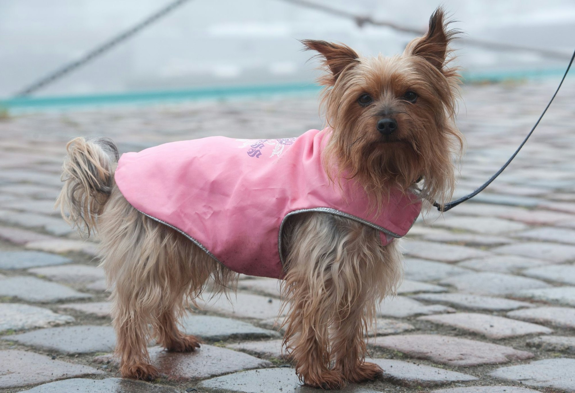 Schützt bei Regen und Kälte: Bei kurzbeinigen Rassen kann ein Wintermantel für Wuffi sinnvoll sein.