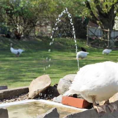 Das Foto zeigt Geflügel auf einer Wiese am Gertrudenhof.