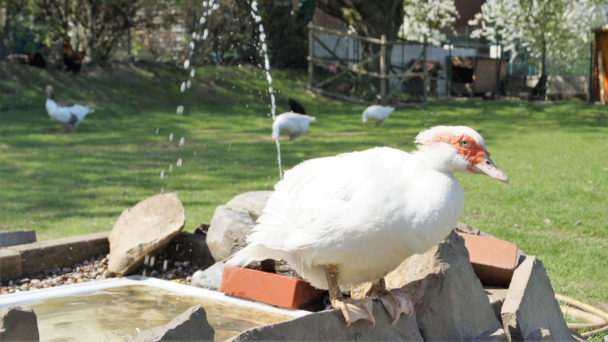 Das Foto zeigt Geflügel auf einer Wiese am Gertrudenhof.