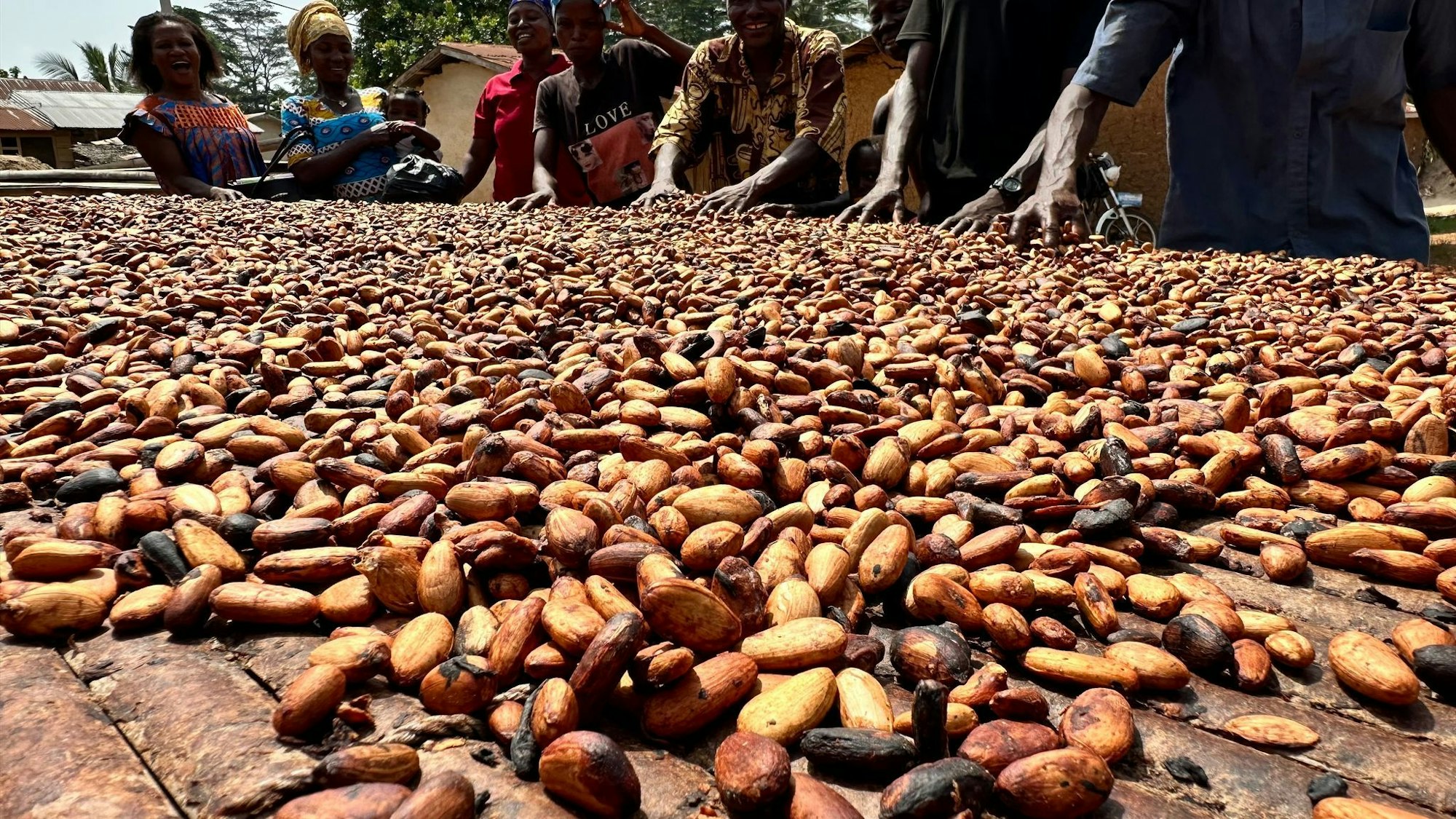 Der Kakaoanbau ist Experten zufolge besonders anfällig für extreme Wetterschwankungen. (Archivbild)