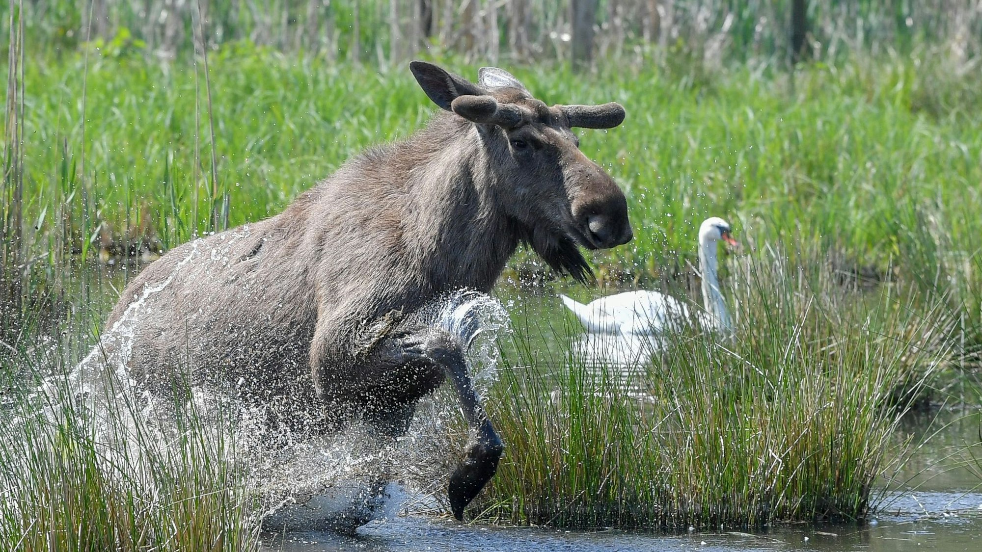 Experten glauben, dass sich die Tiere künftig wieder dauerhaft in Deutschland ansiedeln könnten. (Symbolbild)