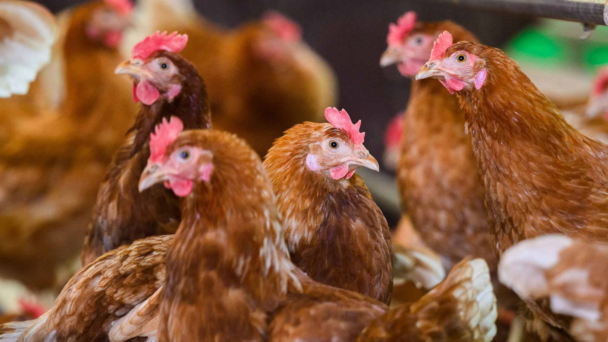Das Symbolbild zeigt mehrere Hühner in Freilandhaltung.