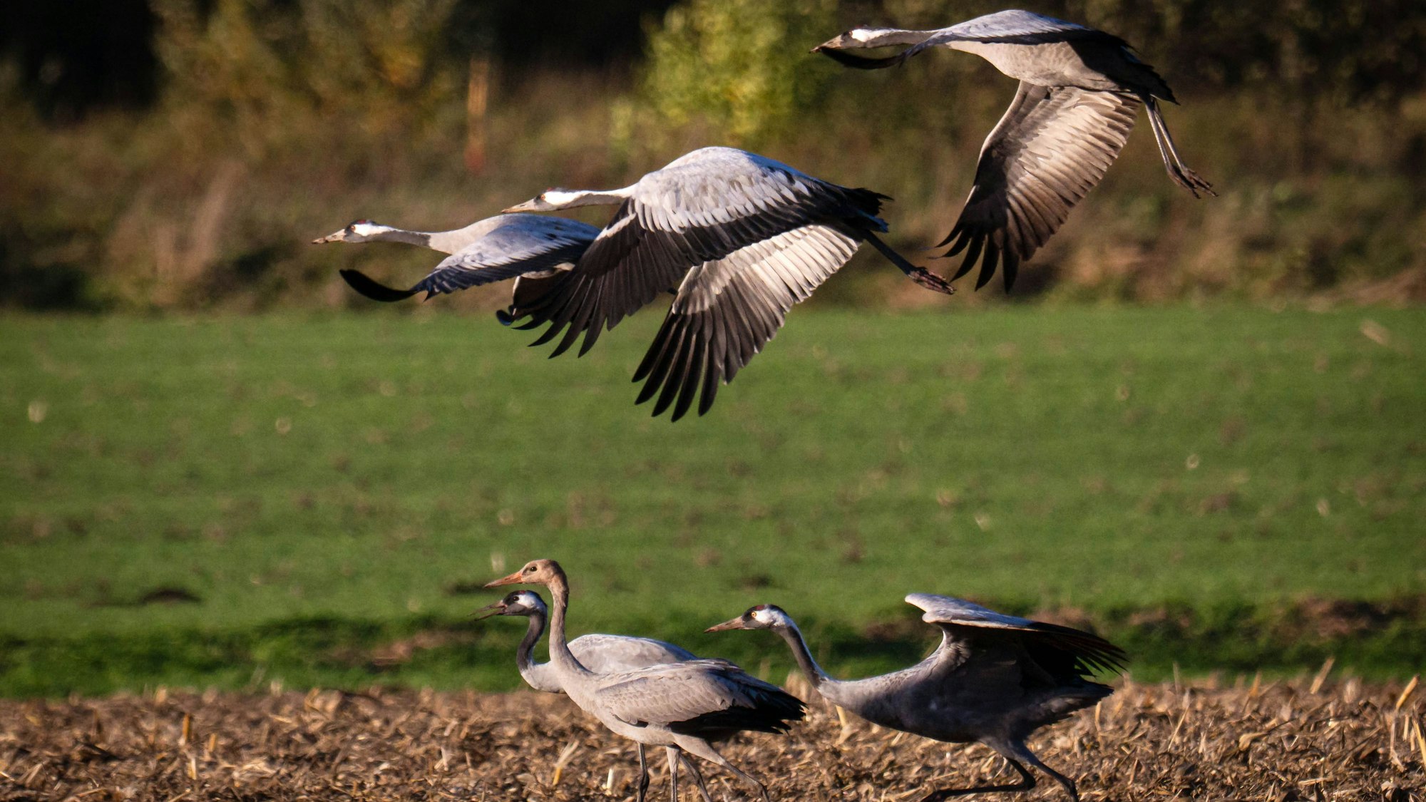 Kraniche auf einem Feld