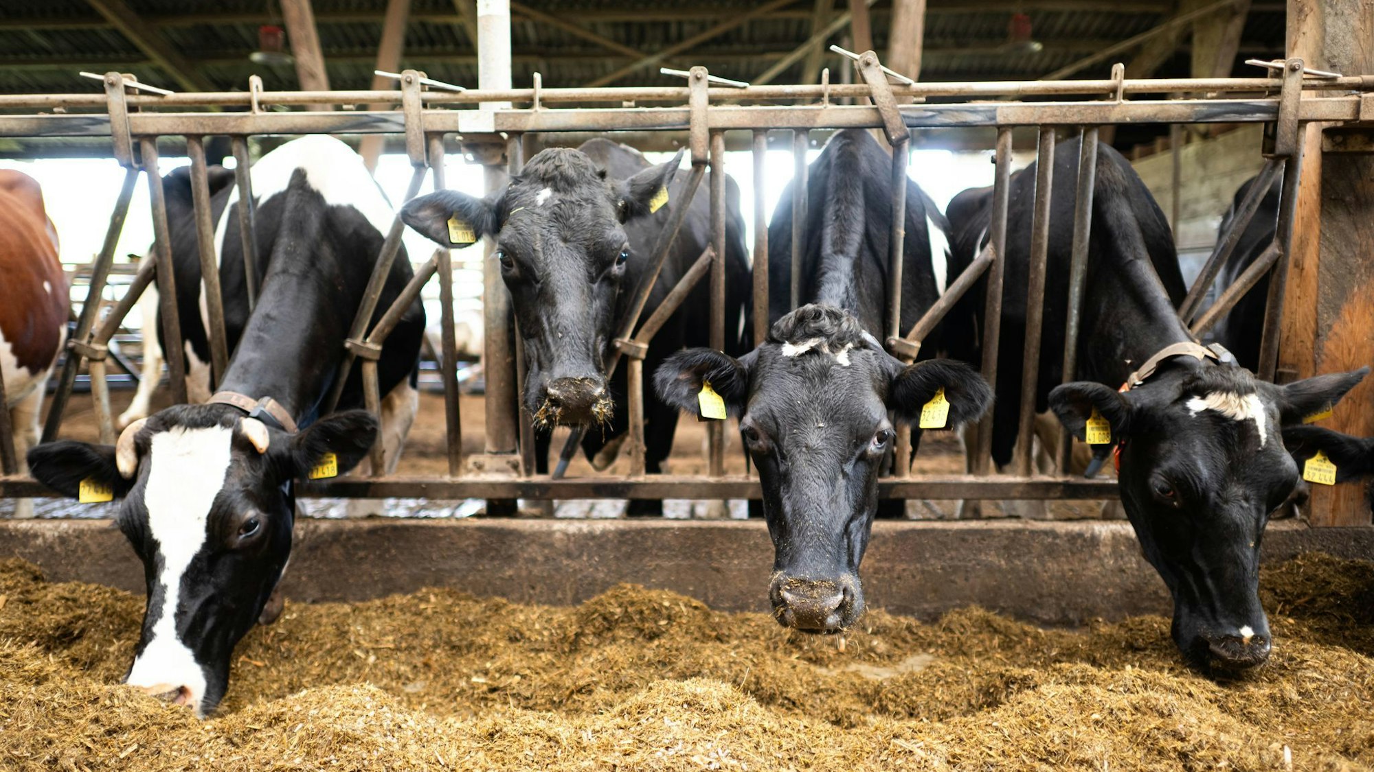 Schon im vergangenen Jahr waren nach Bauernprotesten in der EU Erleichterungen für Landwirte beschlossen worden. (Archivfoto)