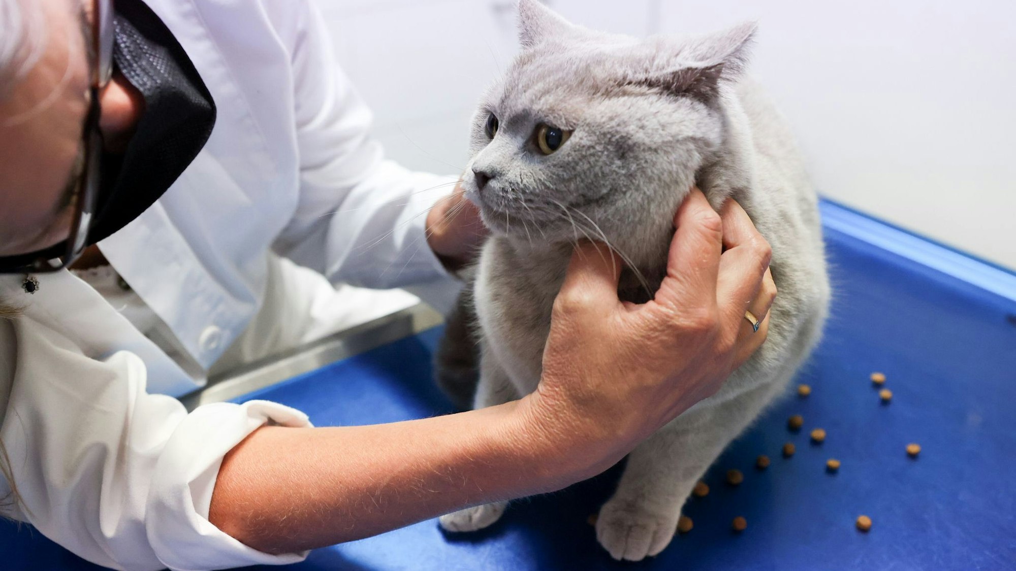 Juckreiz, Fellverlust und Magen-Darm-Beschwerden können auf eine Nahrungsmittelallergie bei Hund oder Katze hinweisen, daher sollten solche Symptome immer vom Tierarzt abgeklärt werden.