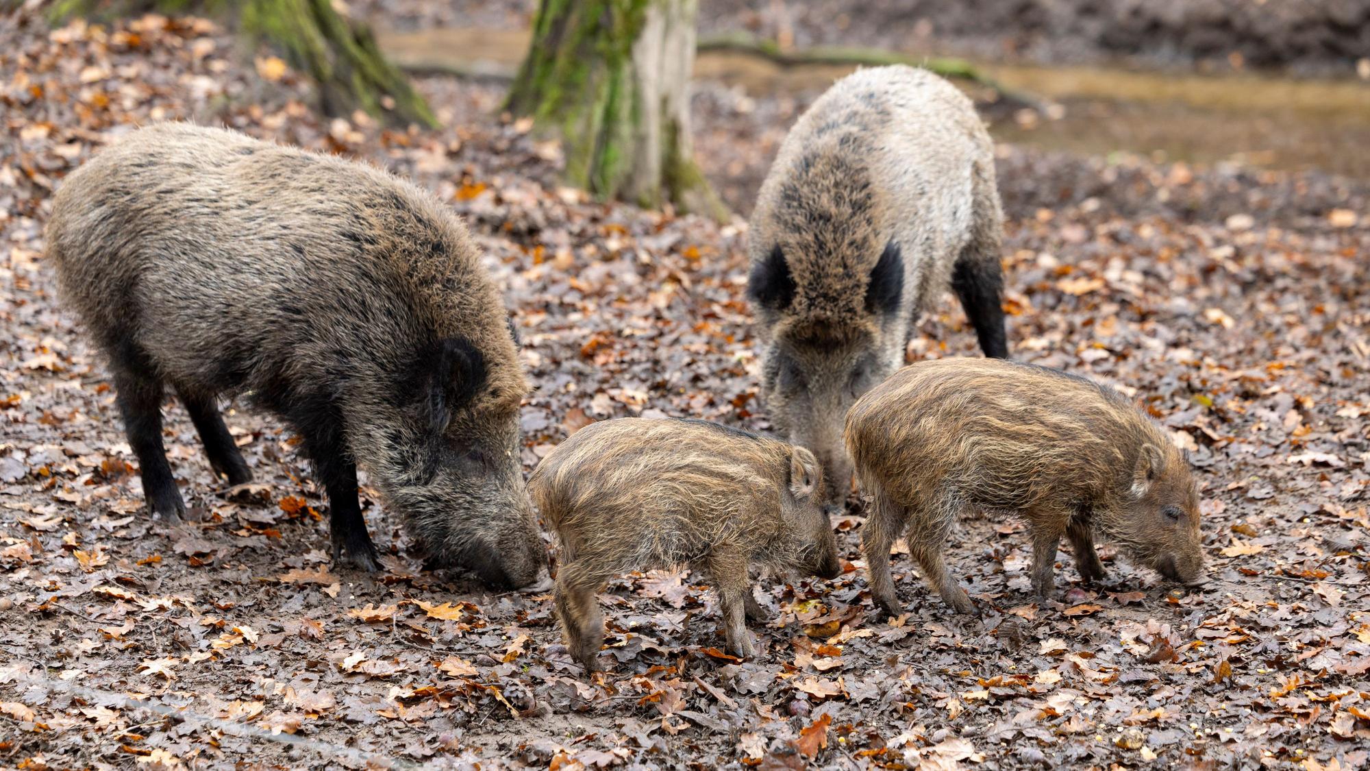 Die Zahl der Wildschweine in Köln sei zu hoch, erklärte Stadtförster und Jäger Jörn Anlauf. Das erhöhe das Risiko für ein Infektionsgeschehen.