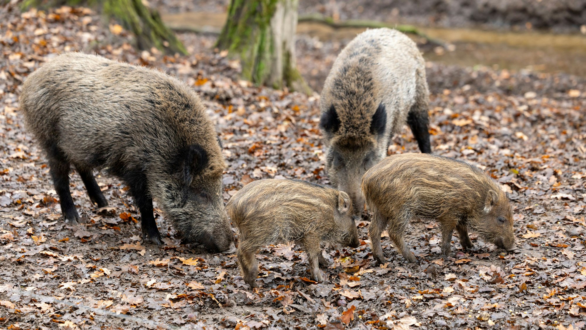 Die Zahl der Wildschweine in Köln sei zu hoch, erklärte Stadtförster und Jäger Jörn Anlauf. Das erhöhe das Risiko für ein Infektionsgeschehen.