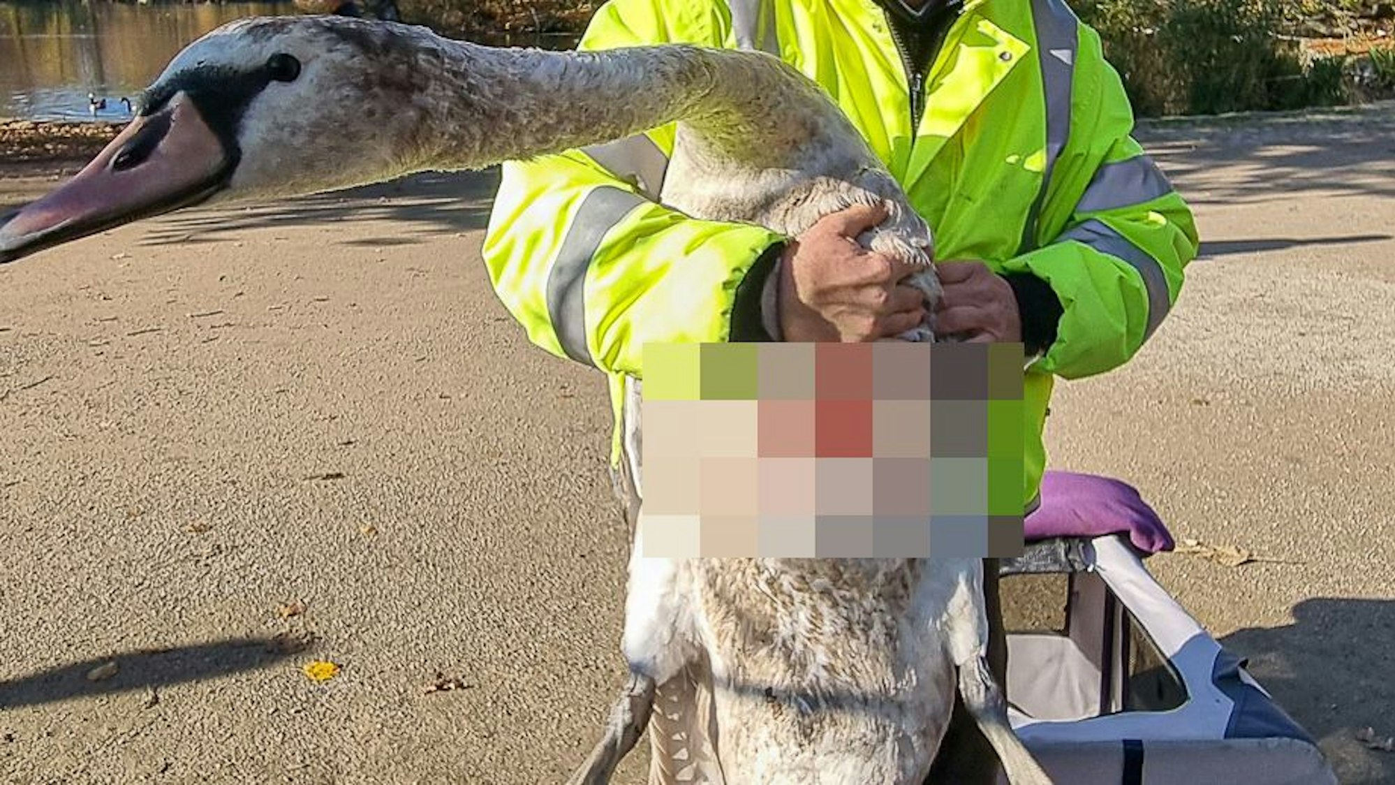 Ein verletzter Schwan in den Händen eines Menschen. Die Wunde ist verpixelt.