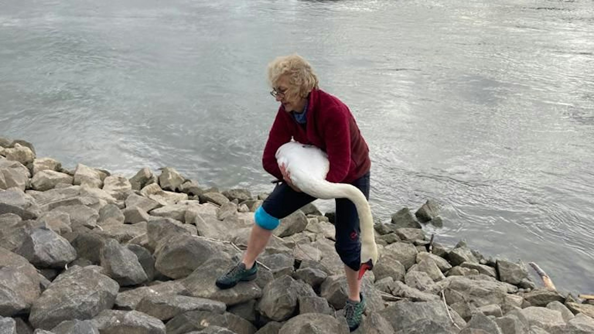 Claudia Scherping trägt den geschwächten Vater-Schwan aus dem Rhein.