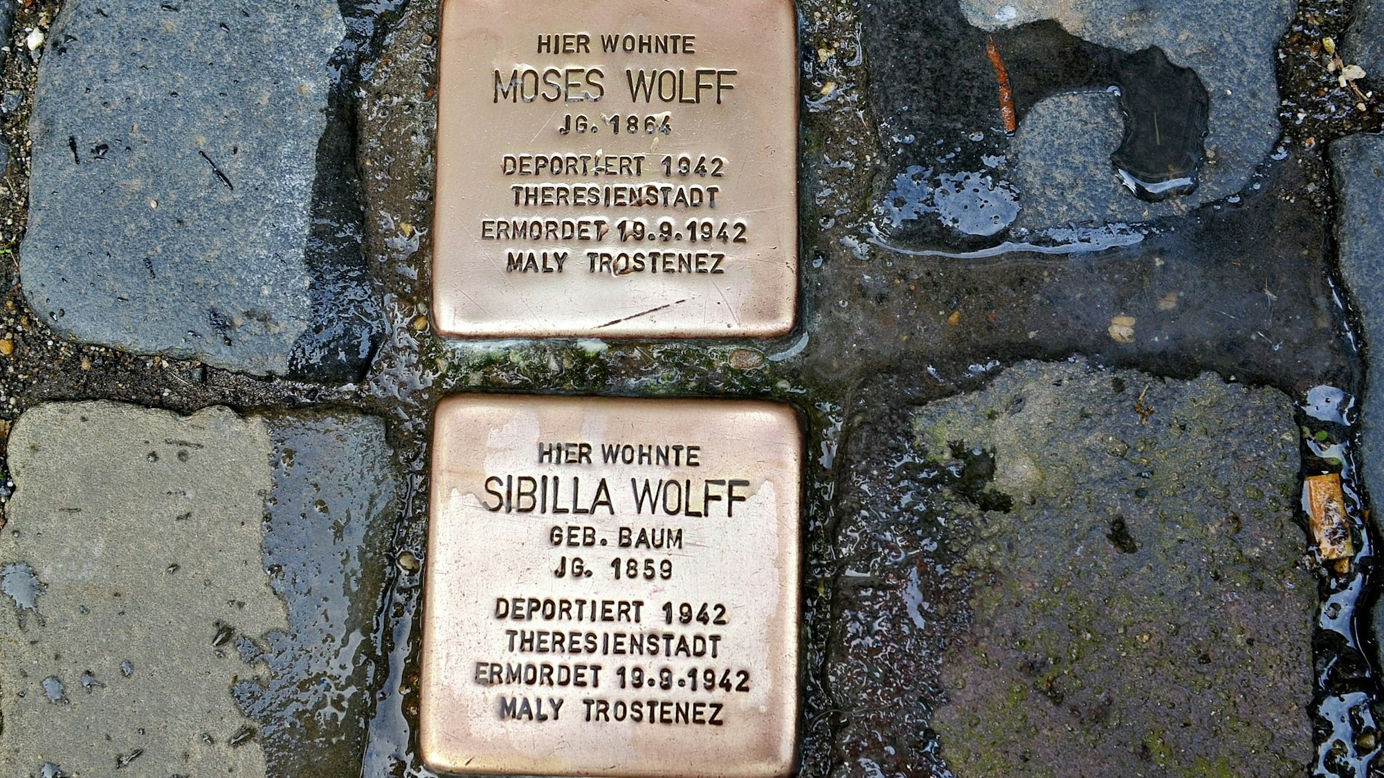 Zwei frisch polierte Stolpersteine für Mitglieder der Familie Wolff im Kopfsteinpflaster.