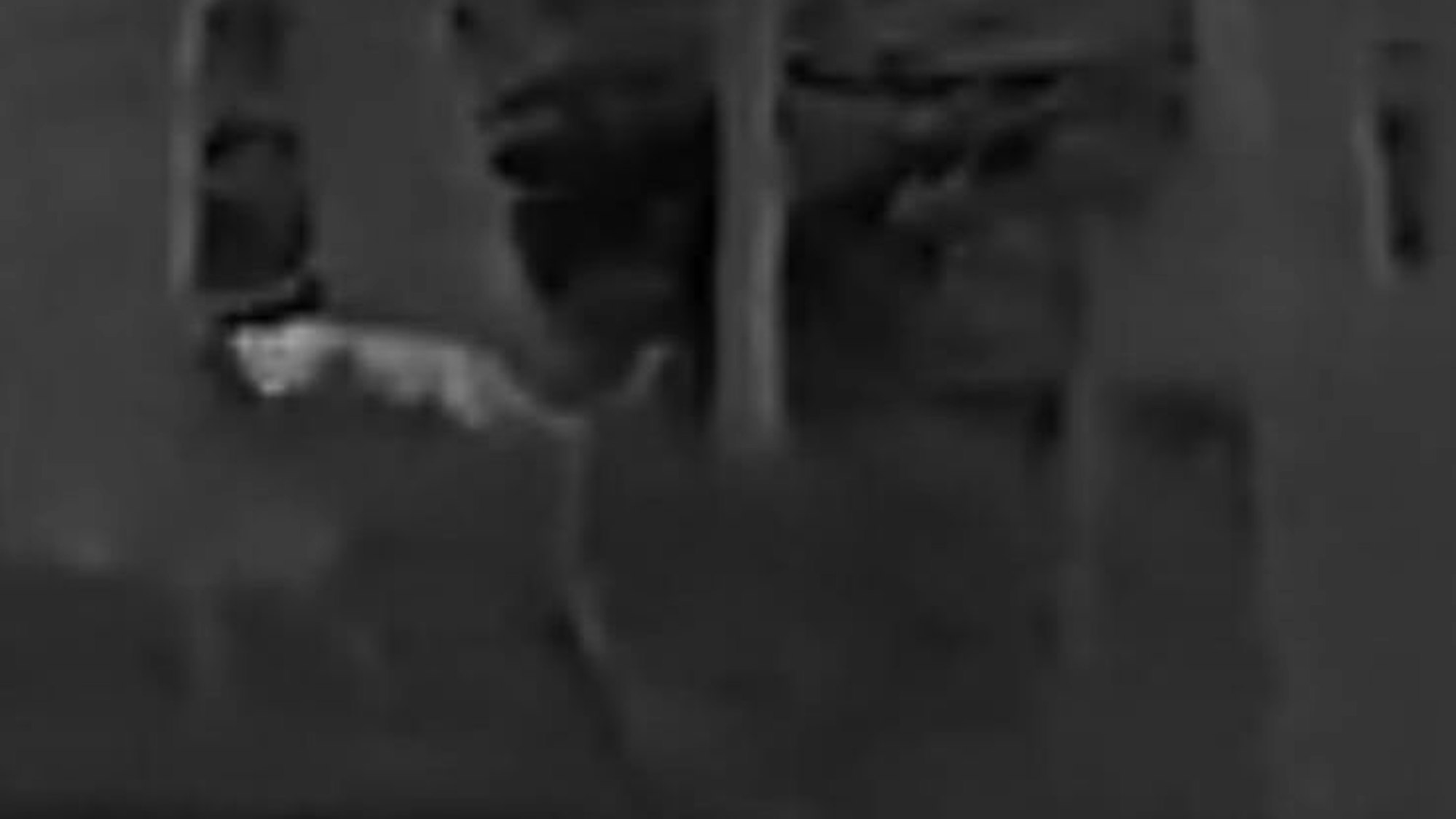 Aufgrund der Schwarz-Weiß-Bilder konnte das Tier nicht eindeutig identifiziert werden.