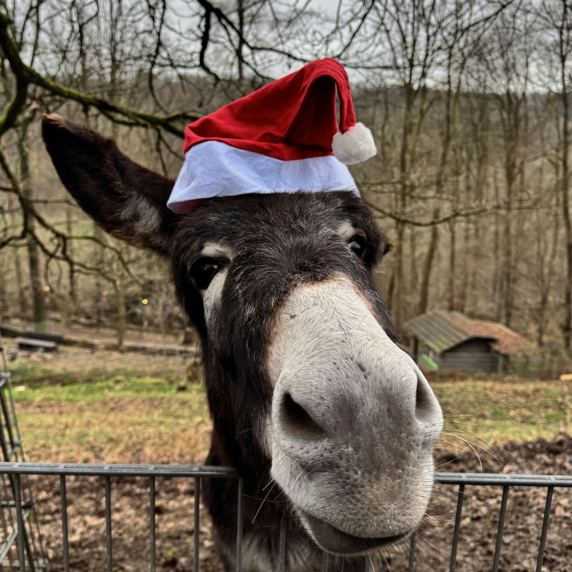 Ein Esel schaut über ein Gitter und trägt eine Weihnachtsmann-Mütze auf dem Kopf.
