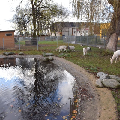 Das Foto zeigt Wild und Vögel an einem kleinen Weiher.