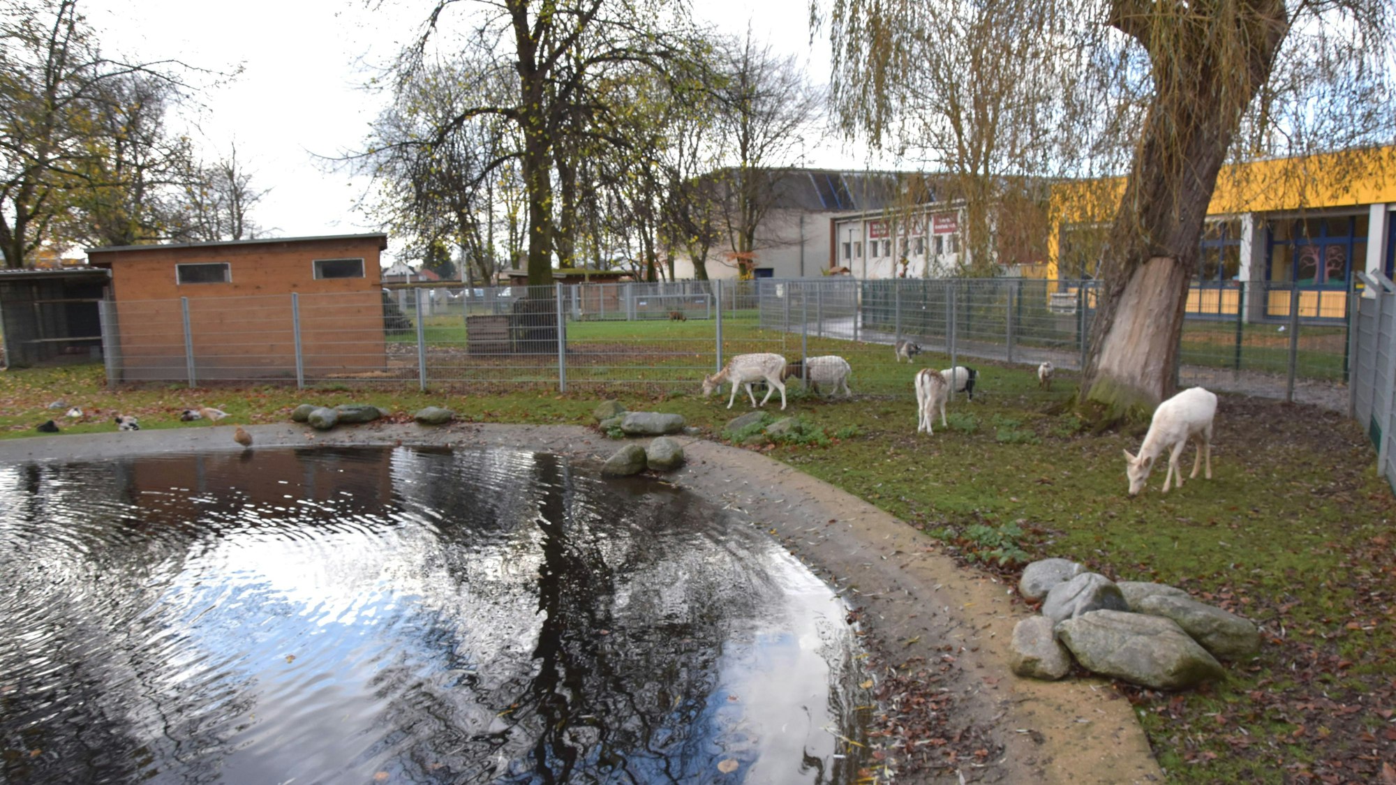 Das Foto zeigt Wild und Vögel an einem kleinen Weiher.