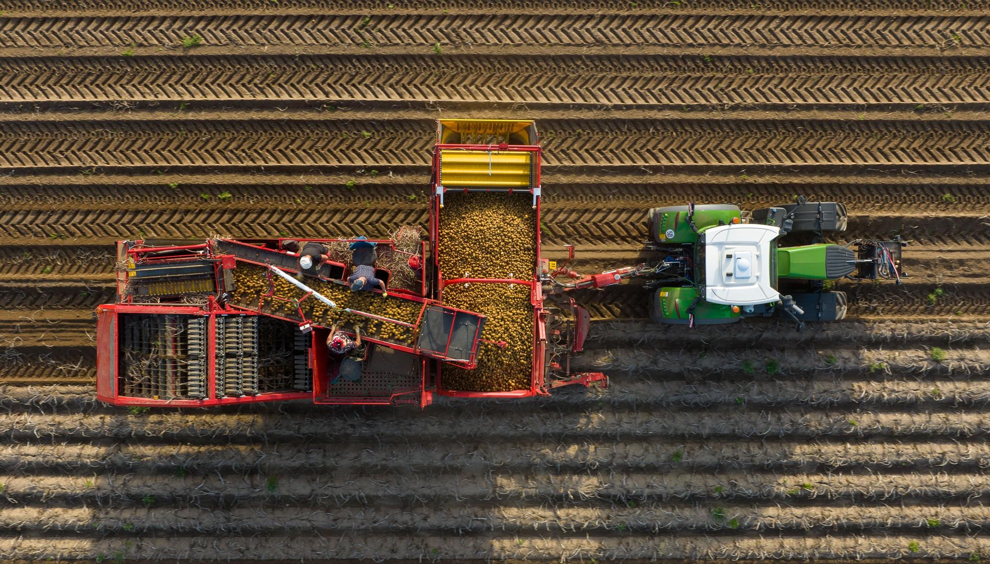 Brockhöfe: Ein Landwirt erntet mit einem Roder Kartoffeln auf einem Feld (Aufnahme mit einer Drohne).