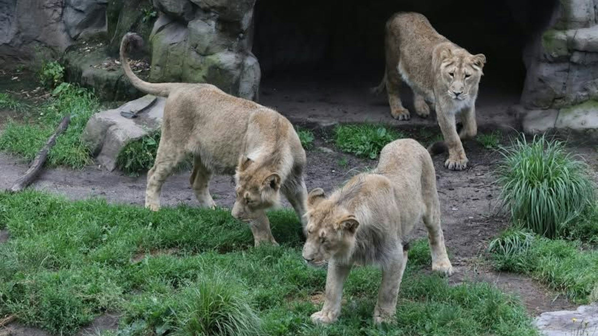 Drei Löwen auf einer Wiese, im Hintergrund eine Höhle.