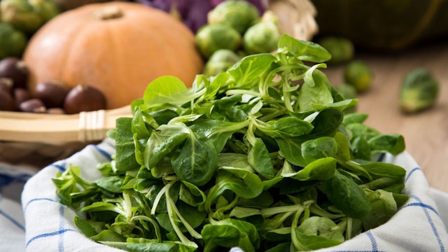 Die zarten, grünen Blättchen des Feldsalats sind empfindlich und sollten daher möglichst frisch auf den Teller kommen.