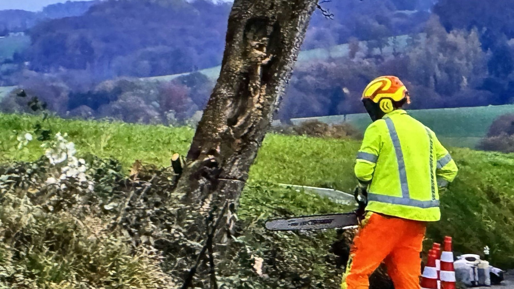 Zu sehen ist eine Person, die einen Birnbaum mit einer Kettensäge fällt.