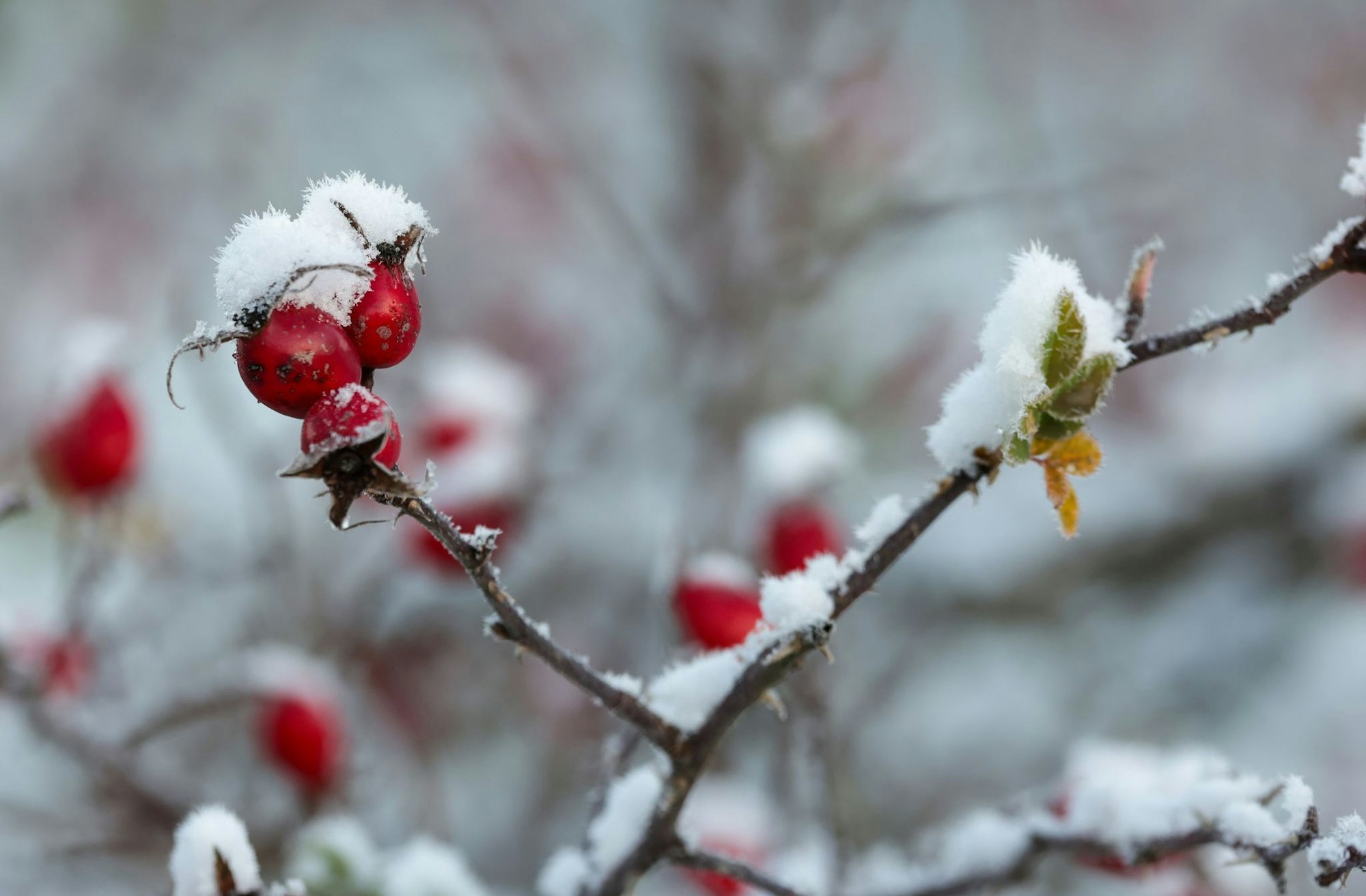 Der DWD spricht von einer «frühwinterlichen Phase im Spätherbst».