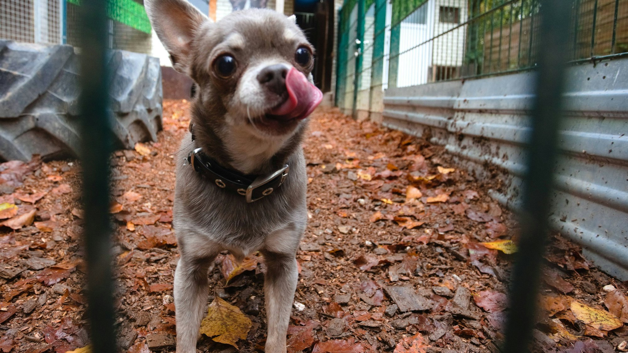 In der Hundepension können sich alle austoben: Auch Chihuahua Dillon hat in der Hundepflegestation SOS Oberberg, beheimatet in der Reichshofer Ortschaft Sterzenbach, eine Bleibe gefunden.
