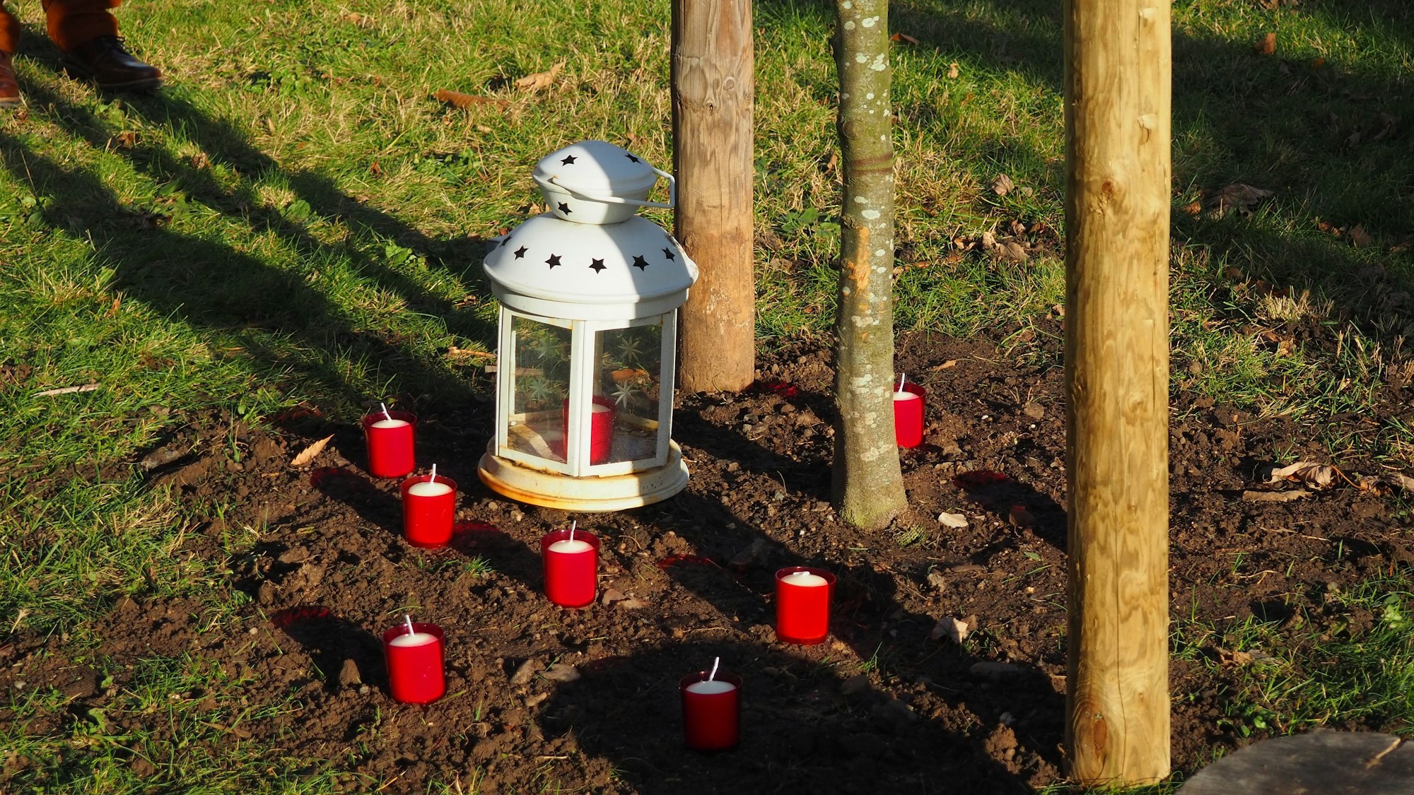 Am Fuß des jungen Baumes sind Grablichter aufgestellt. Eines brennt in einer Laterne.