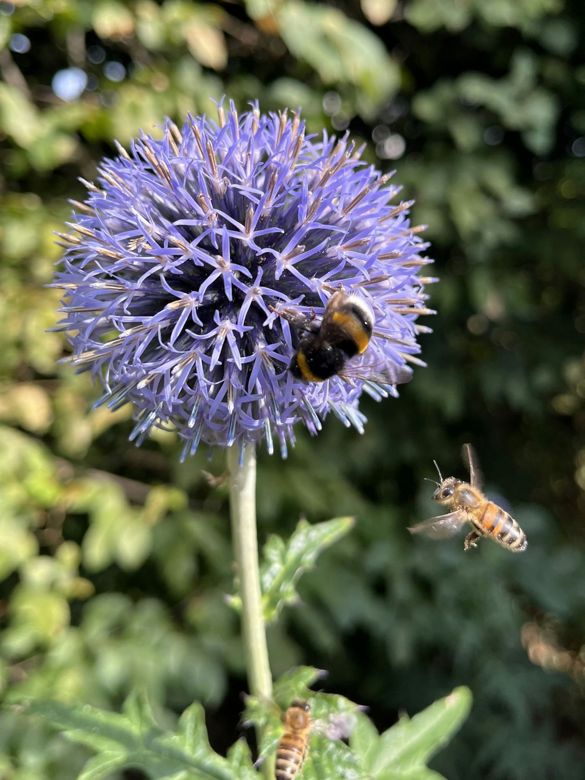 Eine Hummel sitzt auf einer Blume, zwei Bienen sind im Anflug.