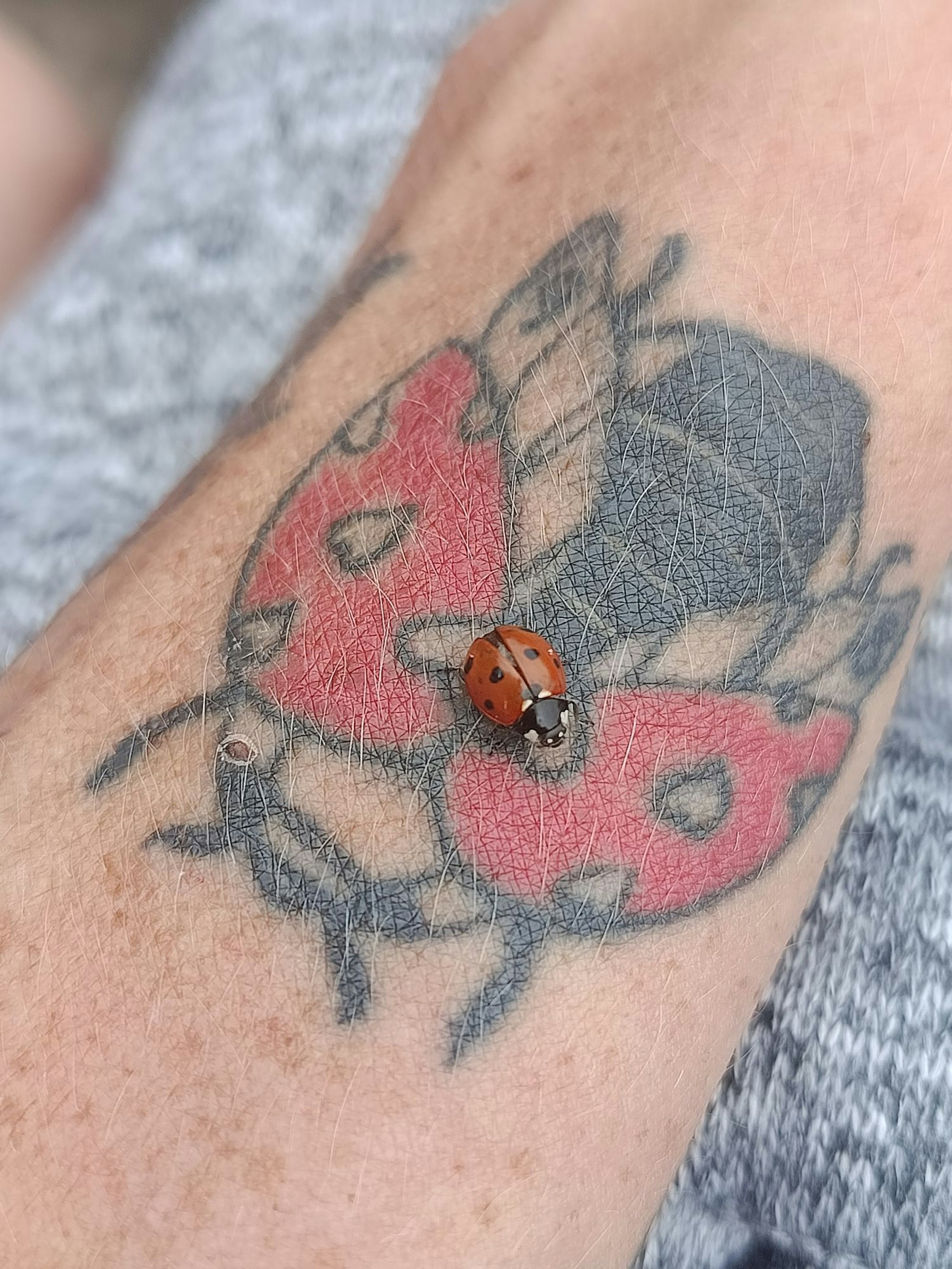 Auf einem Arm mit Marienkäfer-Tattoo sitzt ein Marienkäfer.