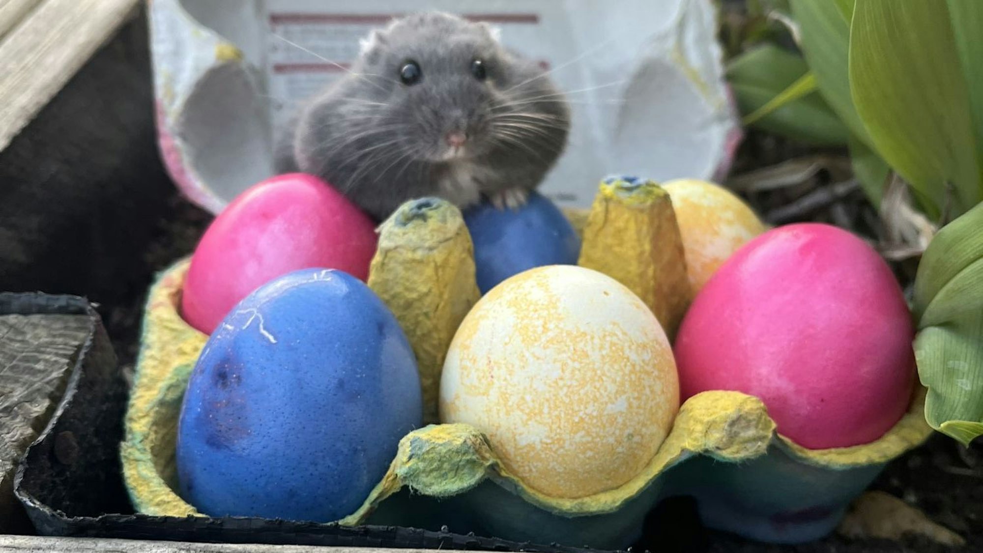 Ein Hamster sitzt hinter bunten Eiern in einem Eierkarton.