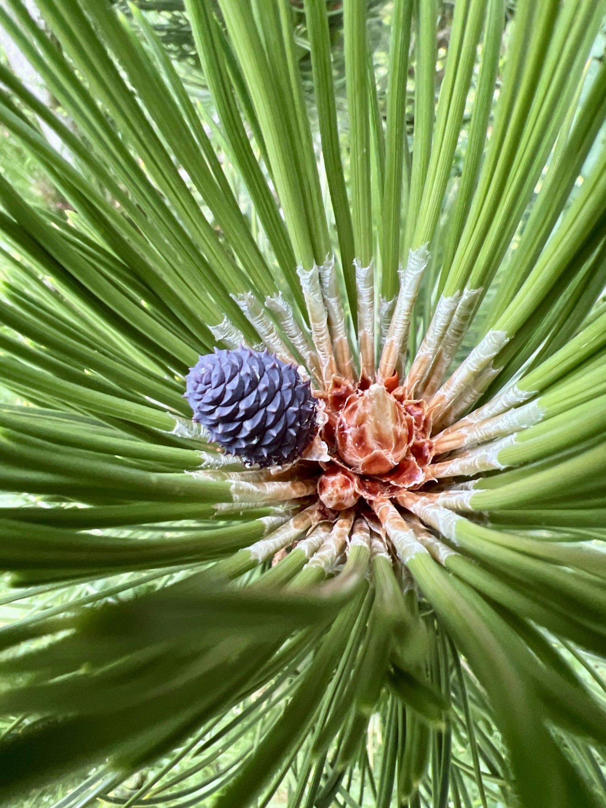 Blick in die Blüte einer bergischen Kiefer.