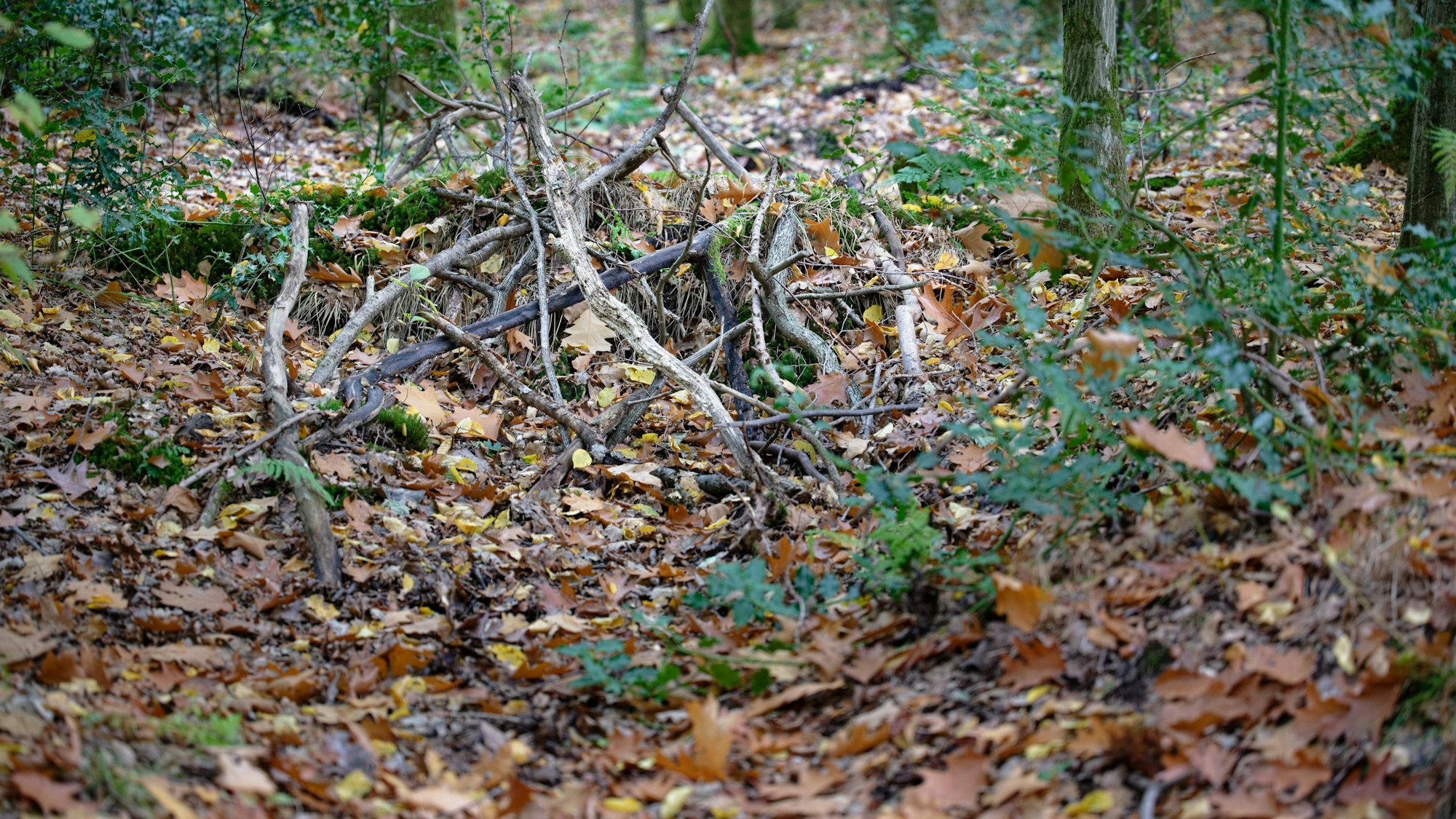 Äster und Stöcke bilden einen kleinen Damm im Gierather Wald.