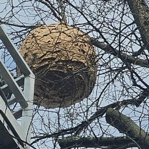 Das Nest in Hürth-Efferen hatte einen Durchmesser von etwa einem Meter.