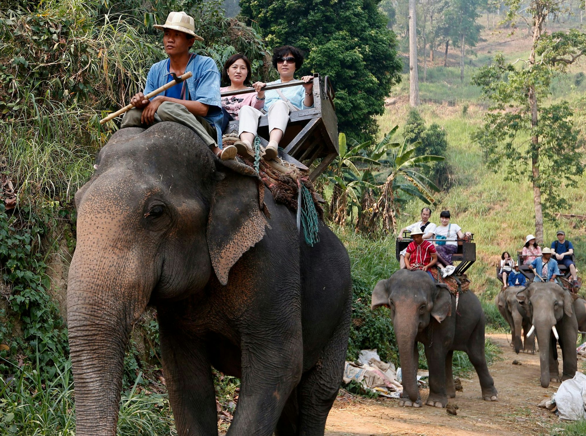 Noch immer werden Elefanten in Thailand für Touristenritte ausgebeutet - aber immer mehr Camps steigen auf eine tierfreundlichere Behandlung um. (Archivbild)