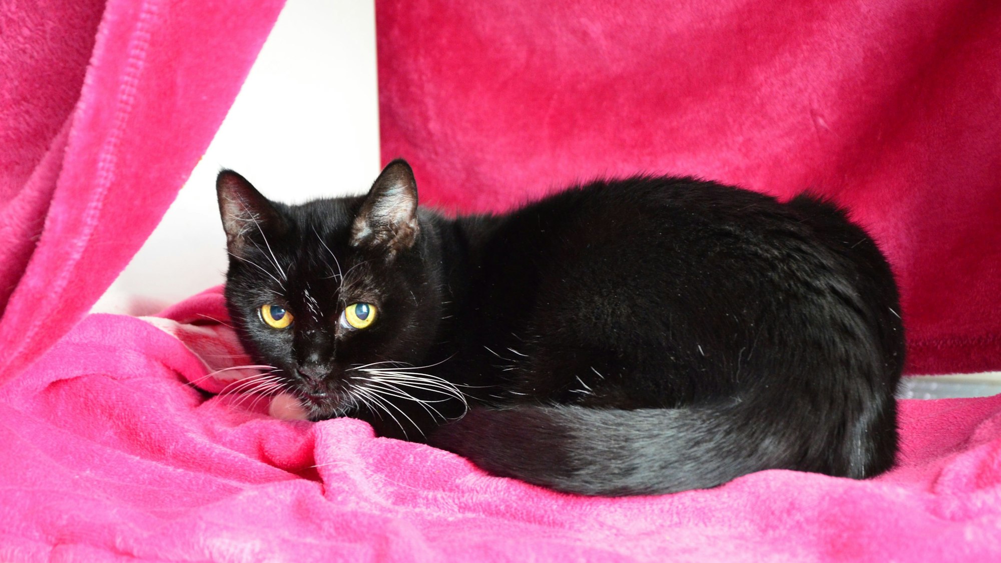 Das Foto zeigt eine schwarze Katze.