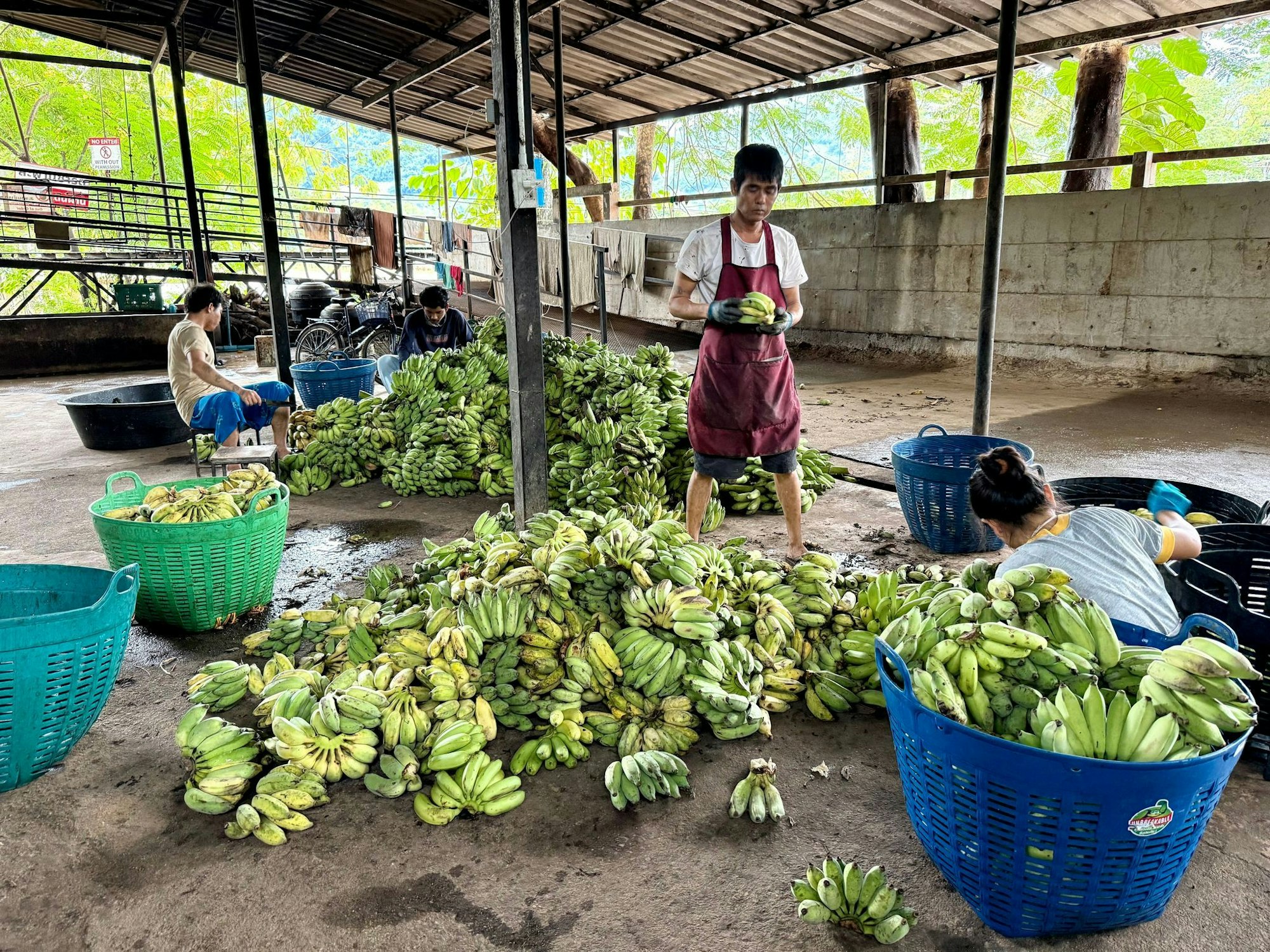 In der «Elefantenküche» werden täglich Tausende Bananen für die Tiere vorbereitet.
