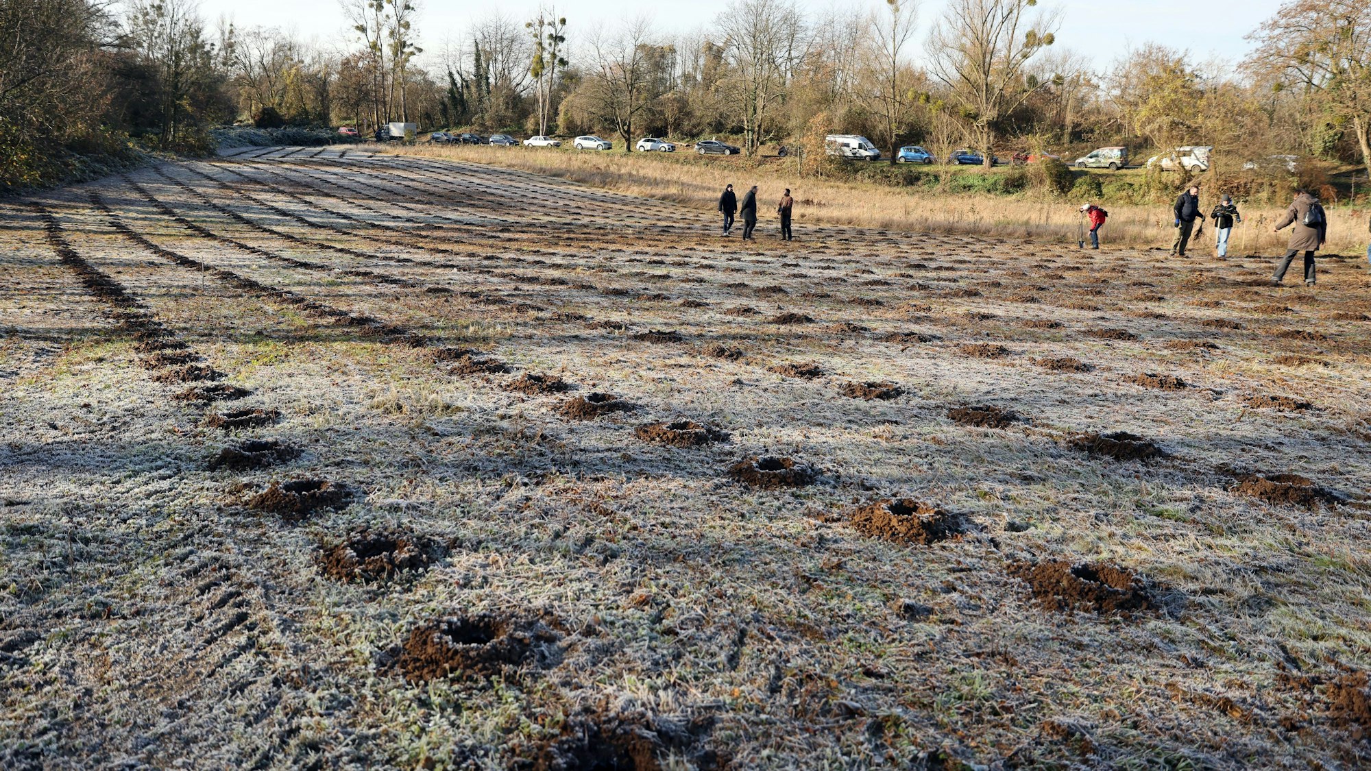In alle gegrabenen Löcher wurden Forstpflanzen gesetzt. Die erste Hälfte des „Sechsten Waldes für Köln“ wurde bereits 2024 begrünt.