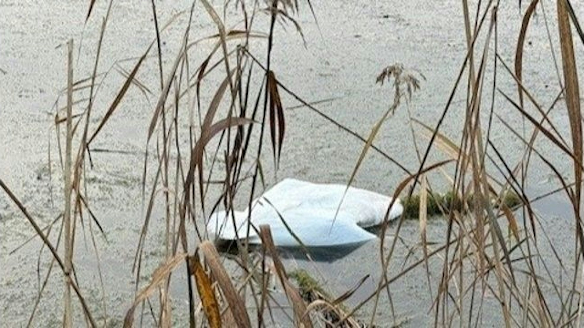 In Siegburg entdeckte eine Spaziergängerin zwei tote Schwäne an den Fischteichen am Rothenbach.