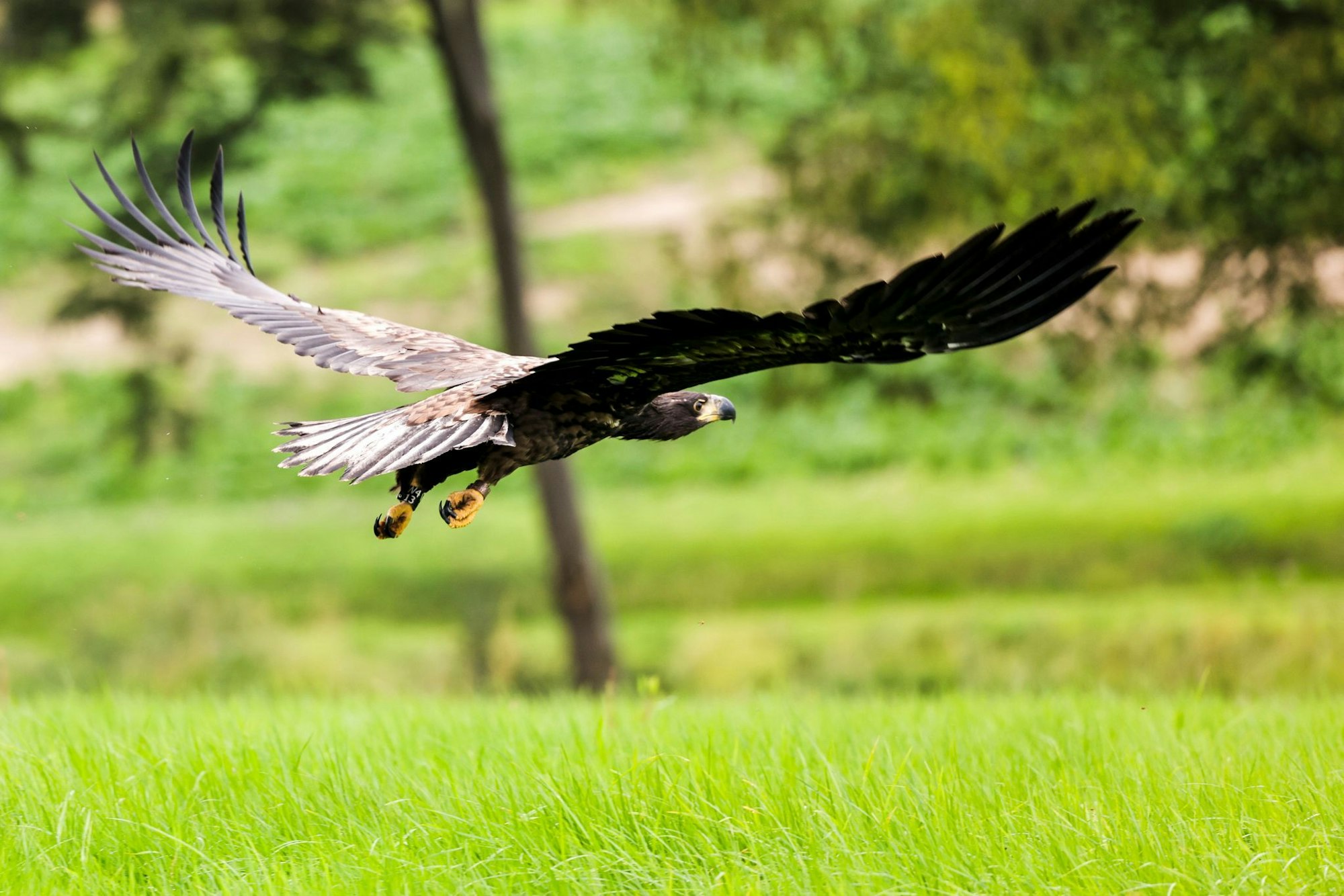 Erfolg für den Naturschutz: Drei Paare der äußerst seltenen Seeadler haben in NRW erfolgreich gebrütet und sieben Jungvögel großgezogen. (Symbolfoto)