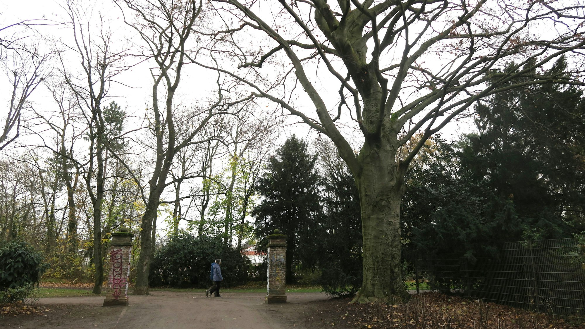 In einem Park stehen mächtige große Buchen.