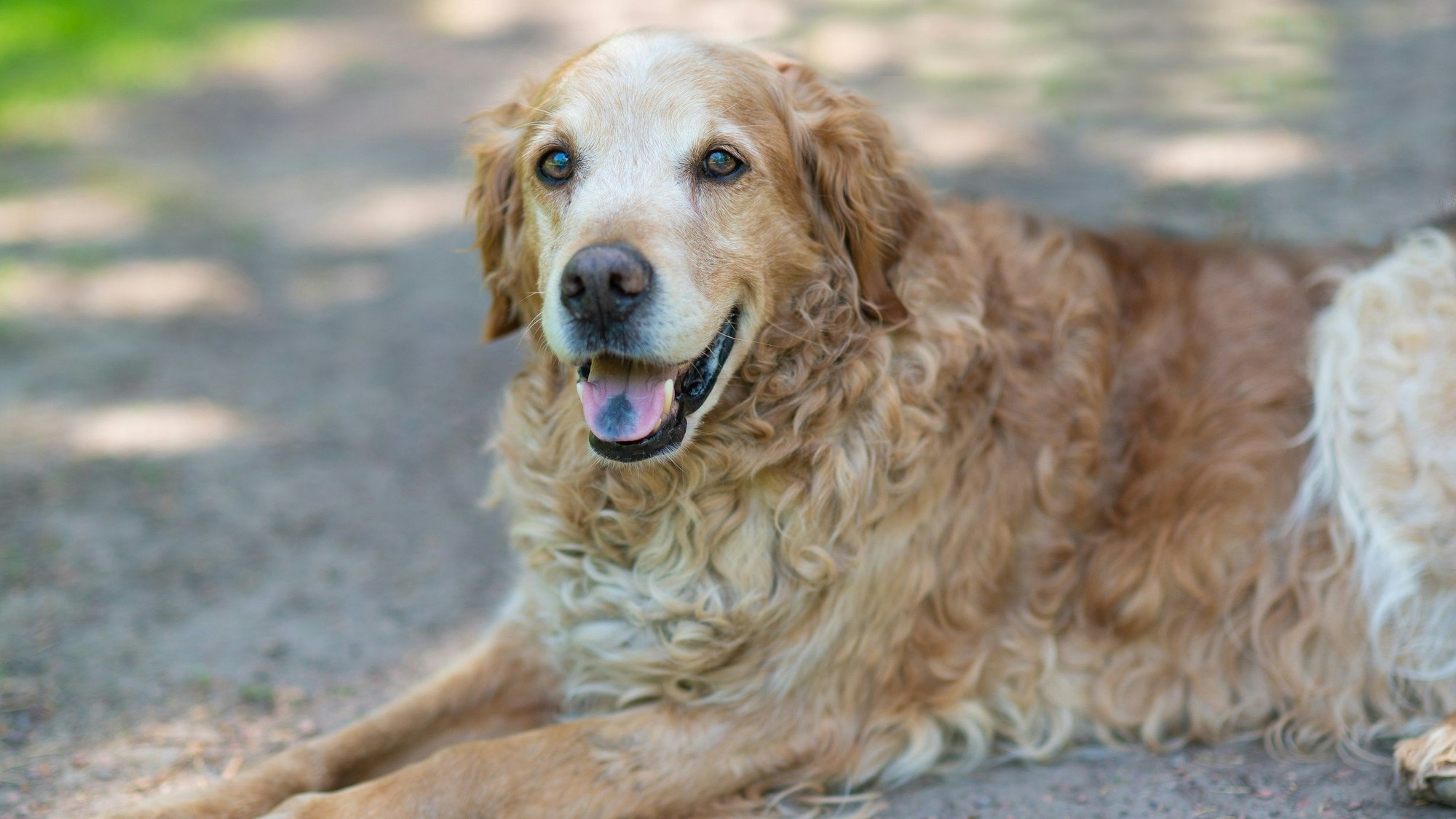 Das Foto zeigt einen liegenden Hund.
