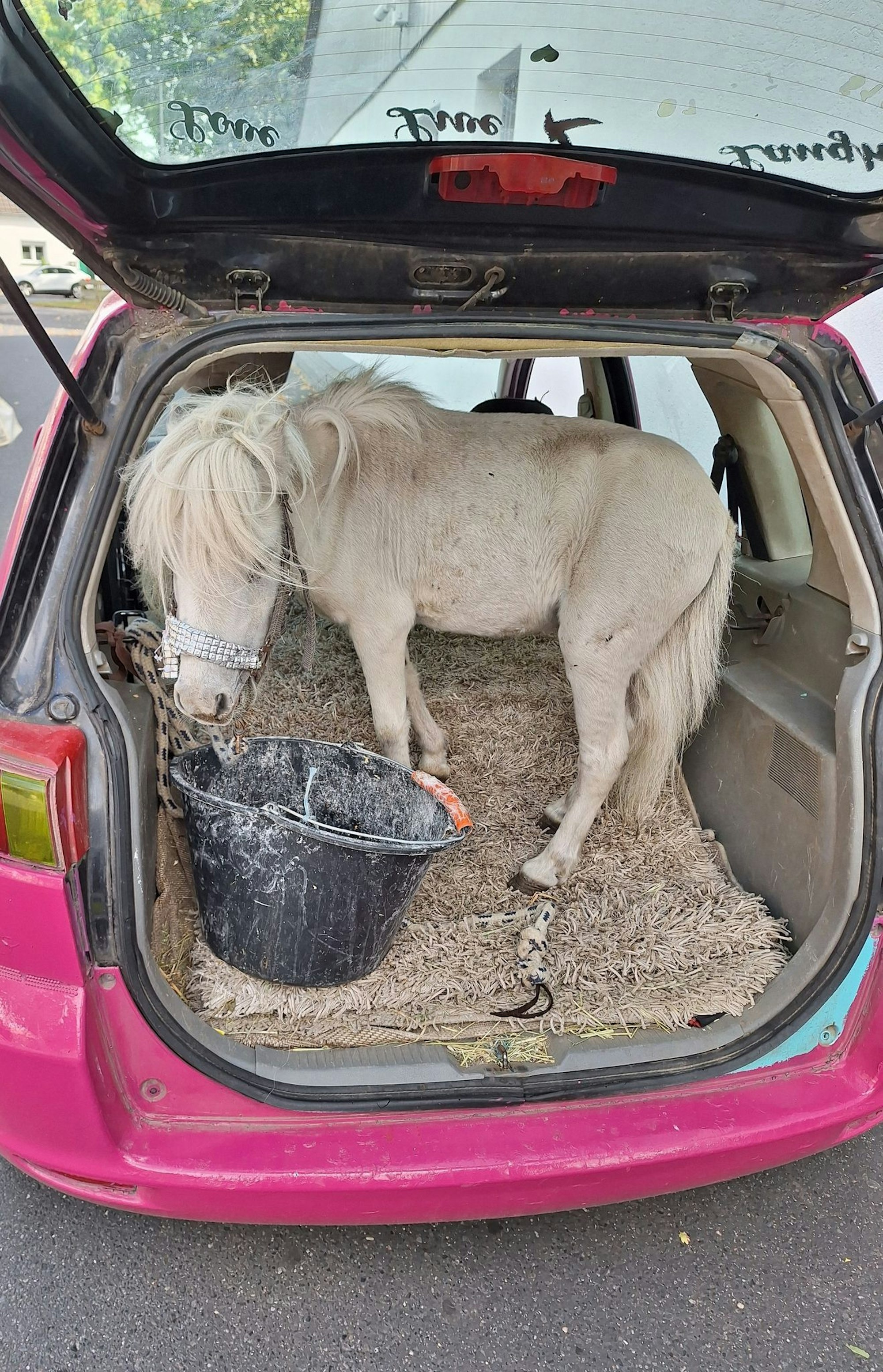 In Alsdorf bei Aachen stoppte die Polizei einen ungewöhnlichen Tiertransport.
