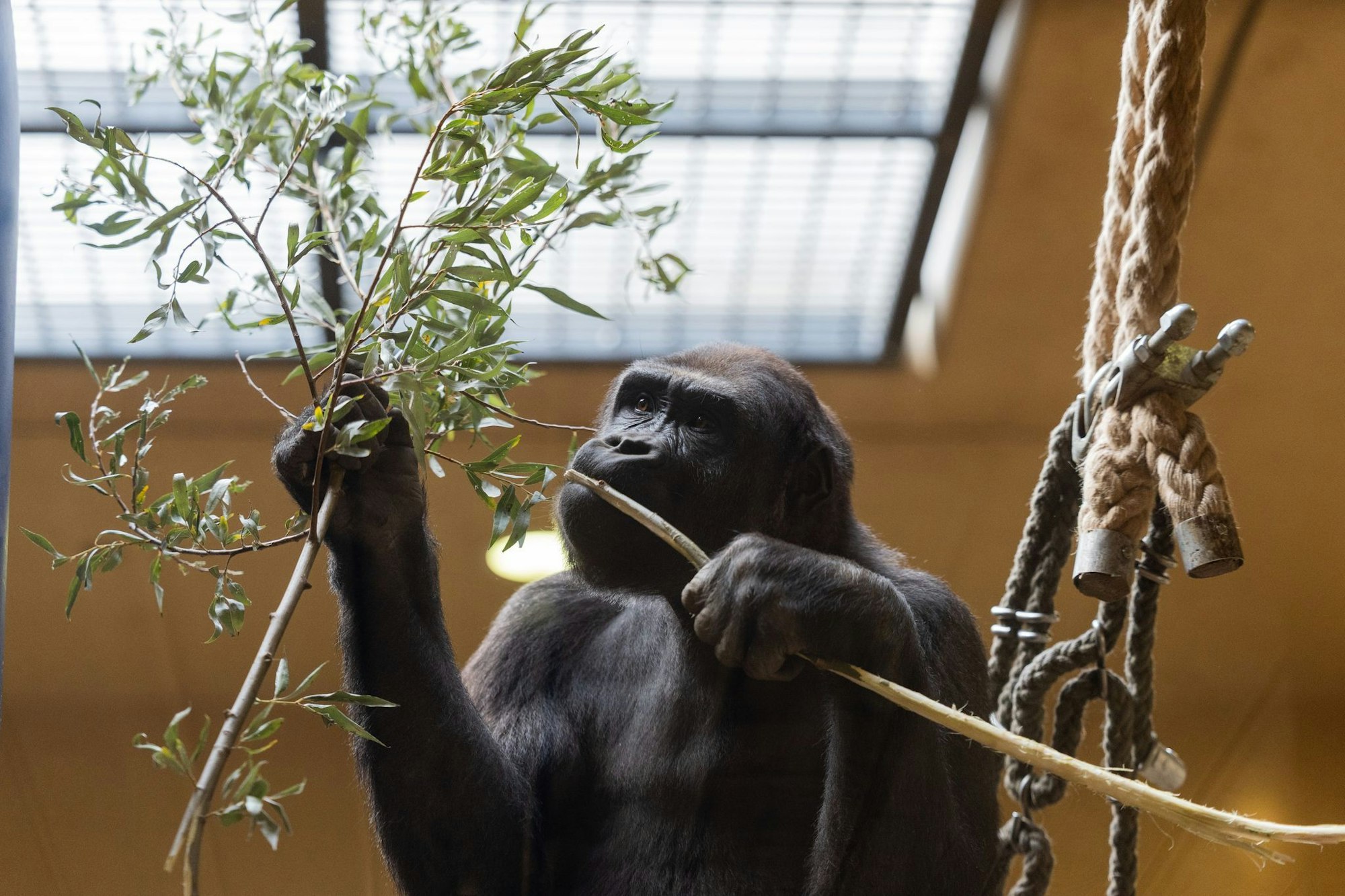 Knapp sechs Jahre nach dem verheerenden Brand im Affenhaus haben die Menschenaffen im Krefelder Zoo ein neues Gehege bekommen. (Archivbild)