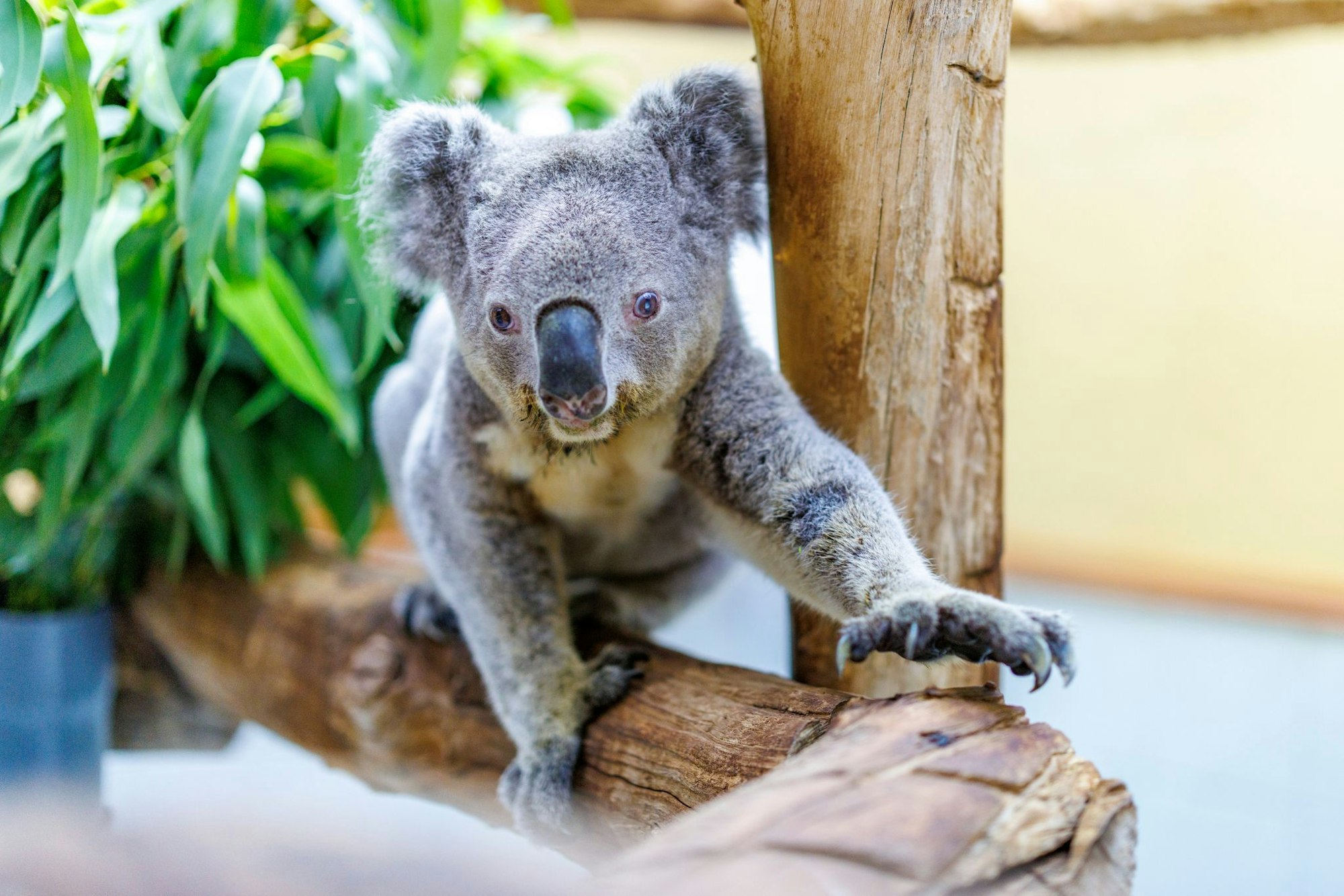 Für ein Koala-Männchen war Irwin hochbetagt. Im Alter von 17 Jahren musste er eingeschläfert werden. (Archivbild)