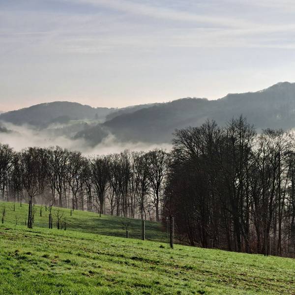 Eine Wiese mit Bäumen liegt im Nebel.