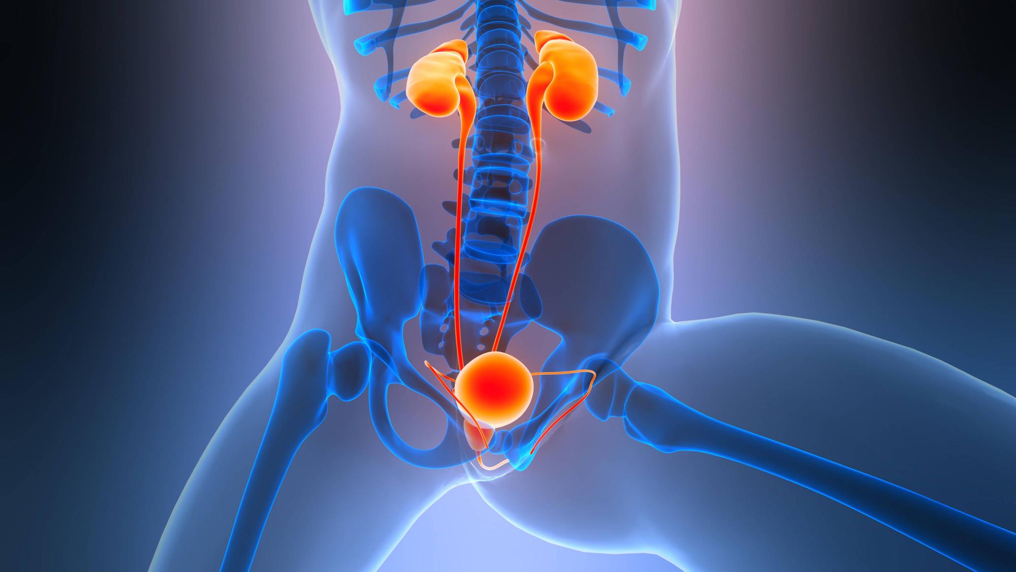 Anatomie des menschlichen Harnsystems Nieren mit Blase 3D Illustration Concept of Human Urinary System Kidneys with Bladder Anatomy LicenseRF Copyright: xZoonar.com/TIGULLAxVIJAYAxCHANDARx 23639399