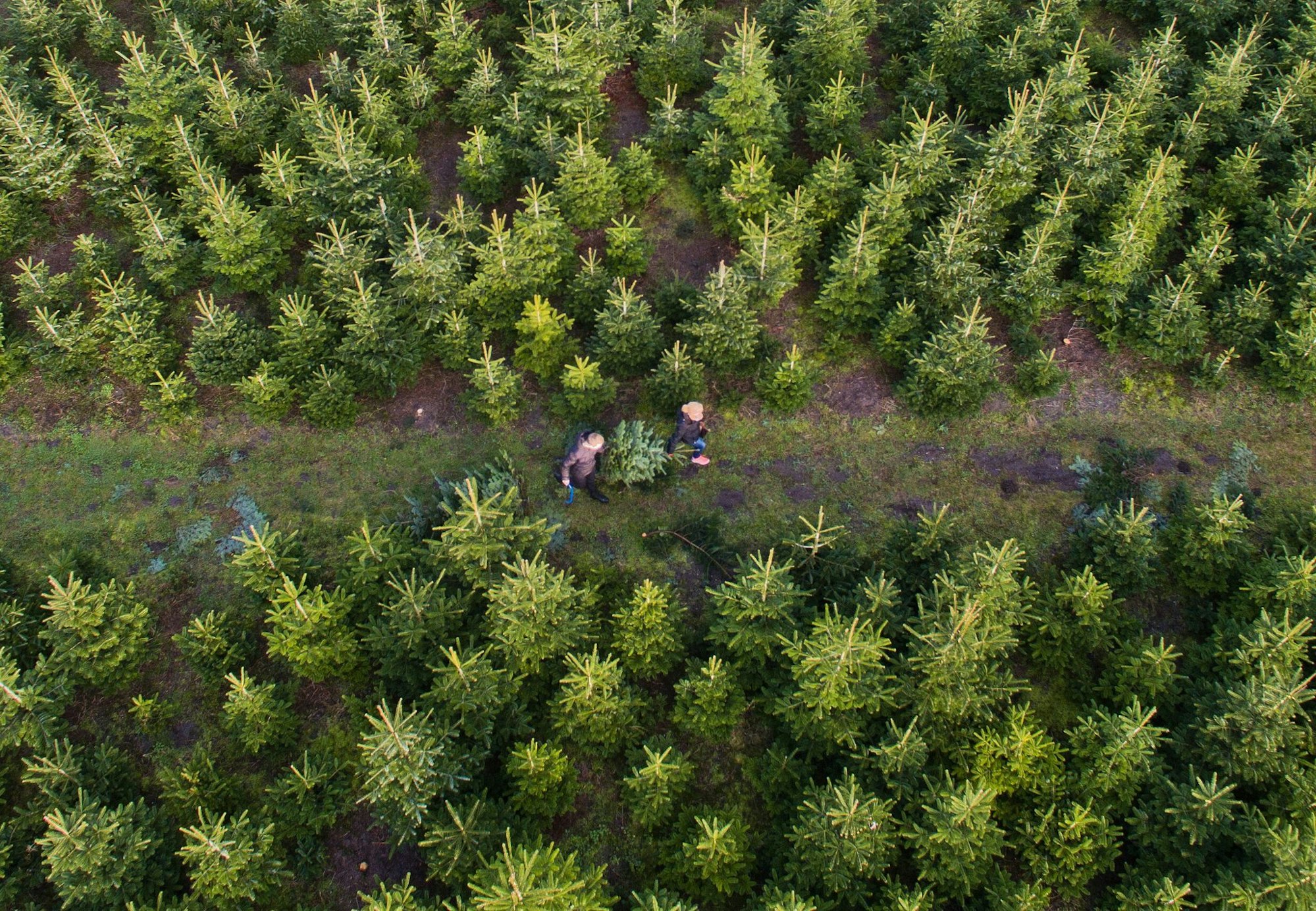 Am besten kauft man den Weihnachtsbaum regional - besonders frisch ist die Tanne, wenn man sie direkt auf der Plantage selbst schlägt.