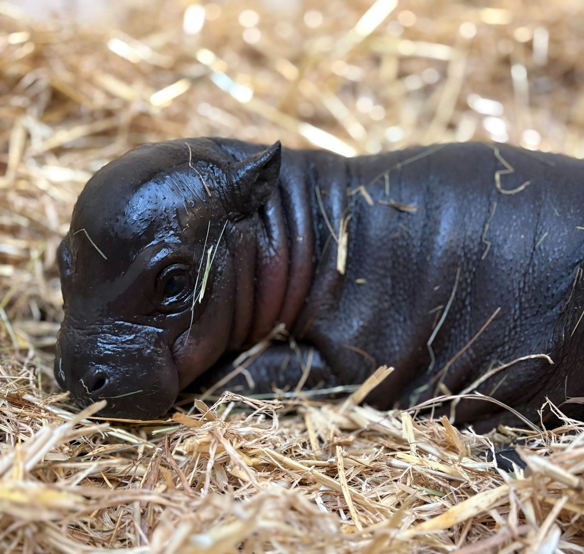 Zwergflusspferd-Baby «Panya» kuschelt gern im weichen Stroh.
