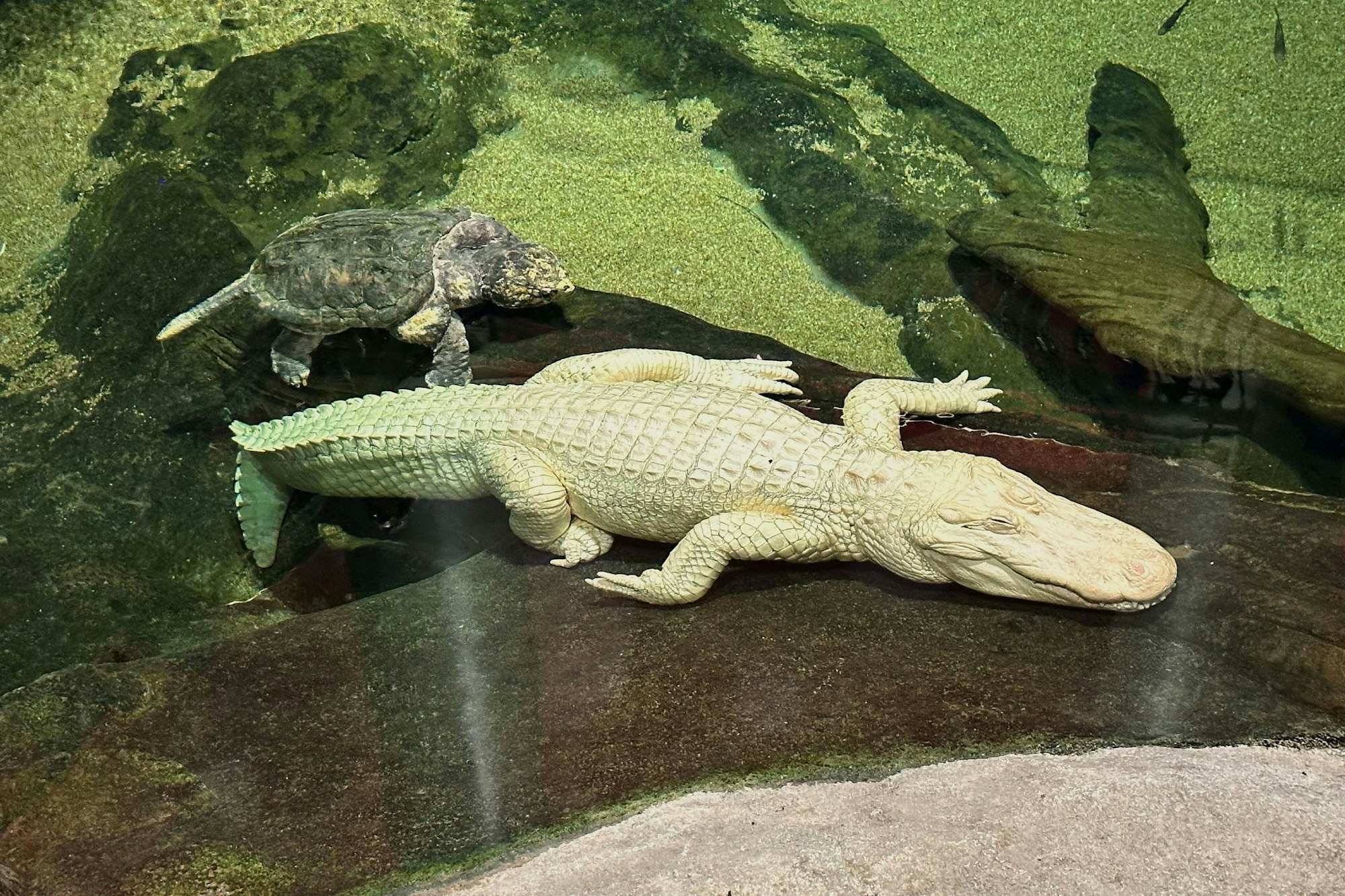 Albino-Alligator Claude lag meist regungslos auf einem beheizten Felsen oder schwamm mit Schildkröten durch sein Becken. (Archivbild)