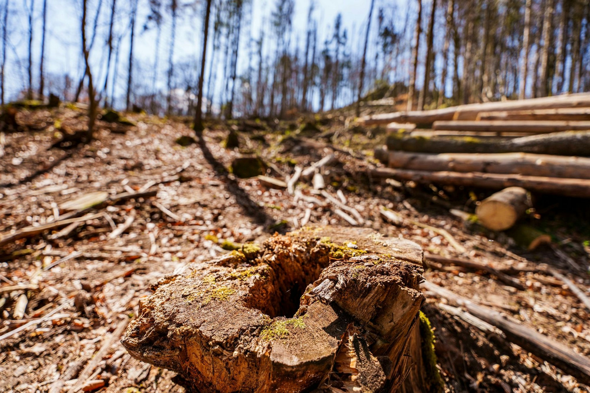 Die EU-Entwaldungsverordnung wird nach Druck auf der Wirtschaft abgeschwächt. (Symbolbild)